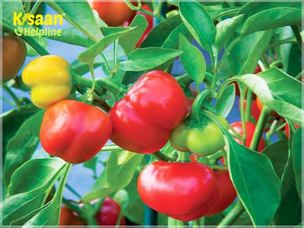 Capsicum (शिमला मिर्च)